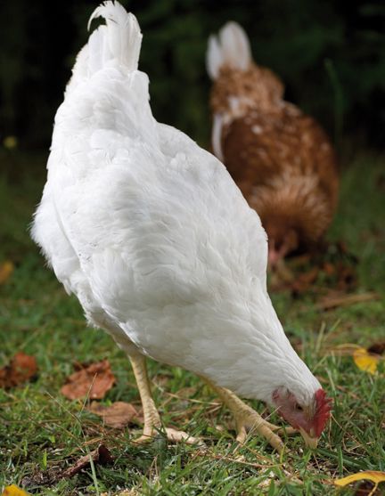 Cedar Acres Coop!  BackYard Chickens - Learn How to Raise Chickens