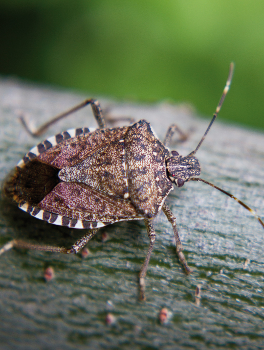 How To Get Rid Of Stink Bugs In Your Home