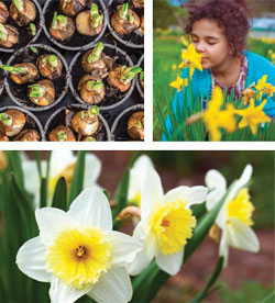 Garden_Daffodil6