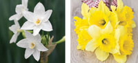 Garden_Daffodil7