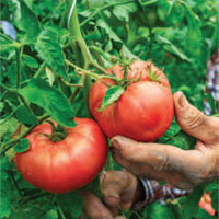 Garden_Tomatoes2